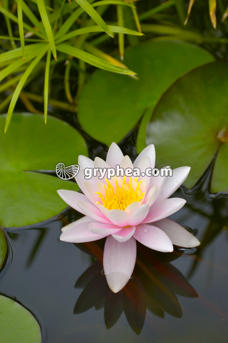 Nymphea - gryphea.com